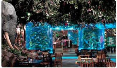 Rainforest Caf? width=